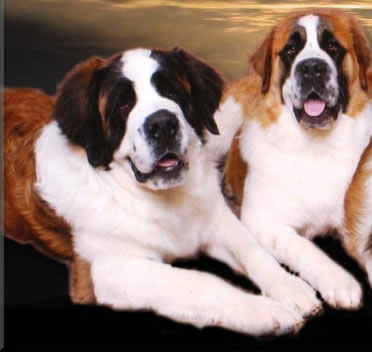 Welcome to Swalena Saint Bernards